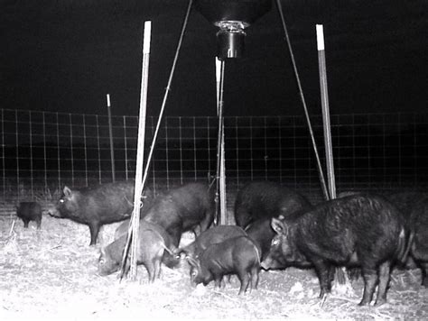 Tennessee Wild Hog Survey To Be Conducted