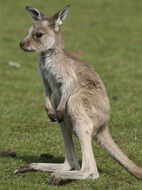 What Animals Look Like Kangaroos Peepsburghcom