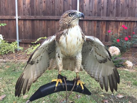 Daily Falconry Photos Training A Red Tailed Hawk To Hunt Warrior