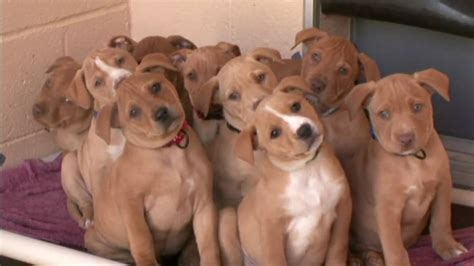 Cute Pit Bull Terrier Puppies Youtube