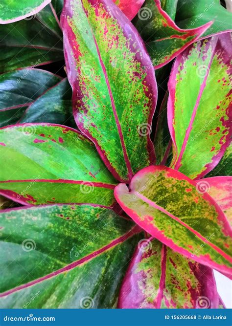 Download 29 Plant With Pink And Green Striped Leaves