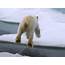 Polar Bear Jumping Ice 