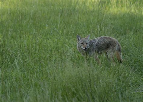 A Coyote Spotted In A Field In The Smoky Mountains With Images