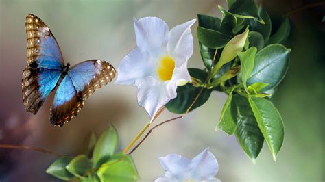 Blue Brown Butterfly Near White Flower 4k Hd Butterfly Wallpapers Hd