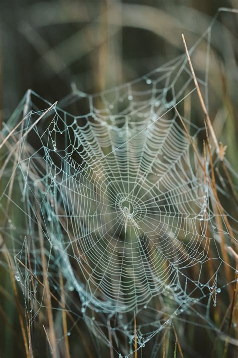 The Best Ways To Get Rid Of Spiders And Their Webs