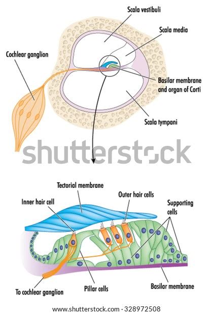 Cross Section Through The Cochlea Of The Ear With Detail Of The Organ