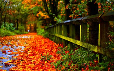 Fall Leaves Wallpaper ·① Download Free Hd Backgrounds For