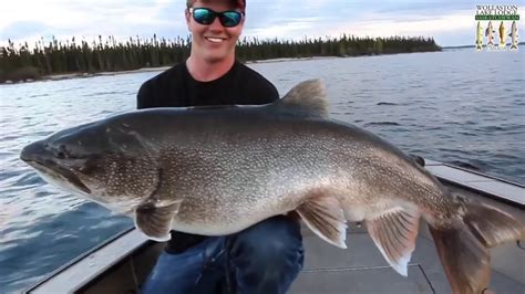 Top 3 Biggest Lake Trout Ever Caught Compilation Youtube