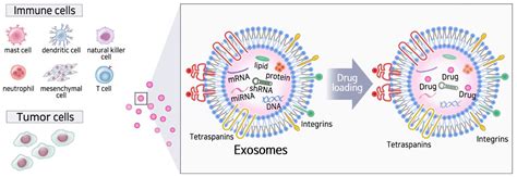 Cells Free Full Text Exosome As A Delivery Vehicle For Cancer Therapy