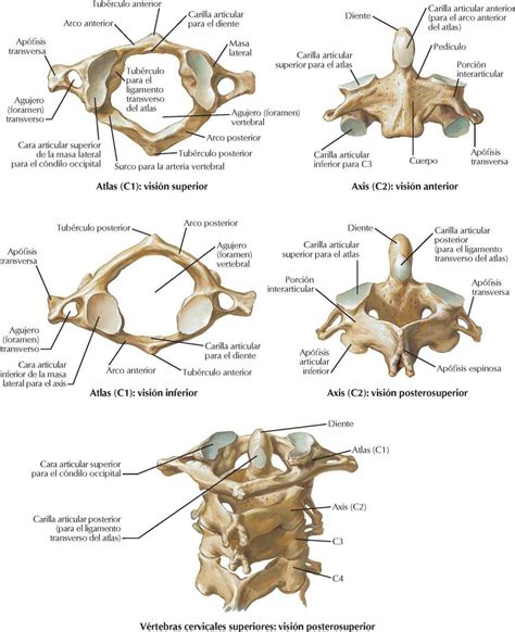 Huesos Y Ligamentos De La Cabeza Y Cuello Enfermería