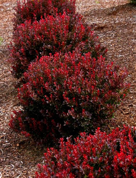 When planted right and in the right spot barberry shrubs are exceptionally easy to grow and care for. Pygmy Ruby™ Barberry | Shrubs for landscaping, Garden ...
