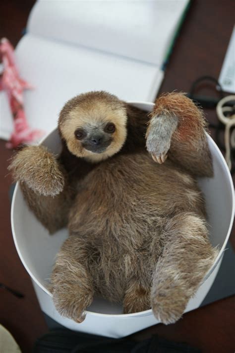 Slothified Activist Brings Home 200 Rescued Sloths