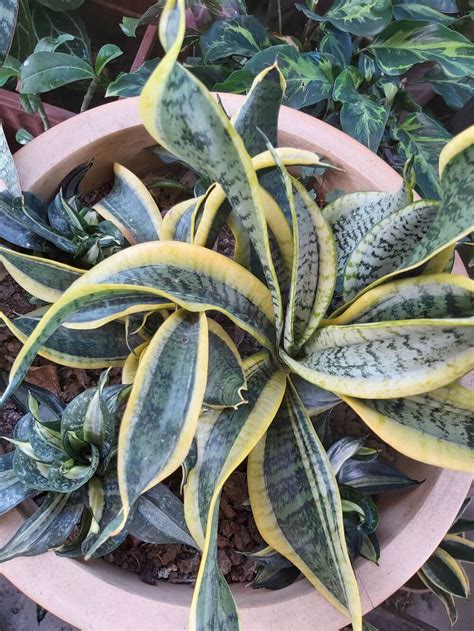 Types Of Snake Plant That Will Make The Perfect Indoor Plant
