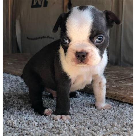 New and used items, cars, real estate, jobs, services, vacation rentals and we have a litter of boston terrier x old english bulldogge puppies available. Male Boston terrier puppies for sale in San Francisco ...