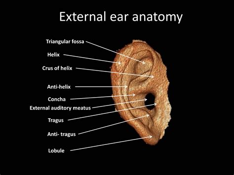 External Ear Pinna Anatomy