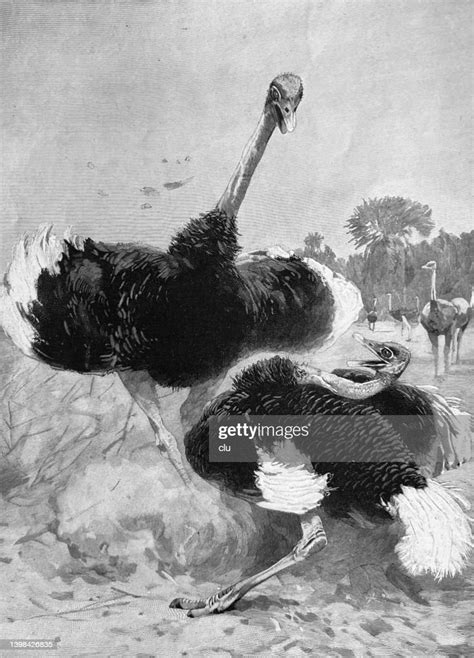 Fighting Ostriches High Res Vector Graphic Getty Images