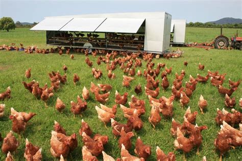 Chicken Farm Xalandri Farm House