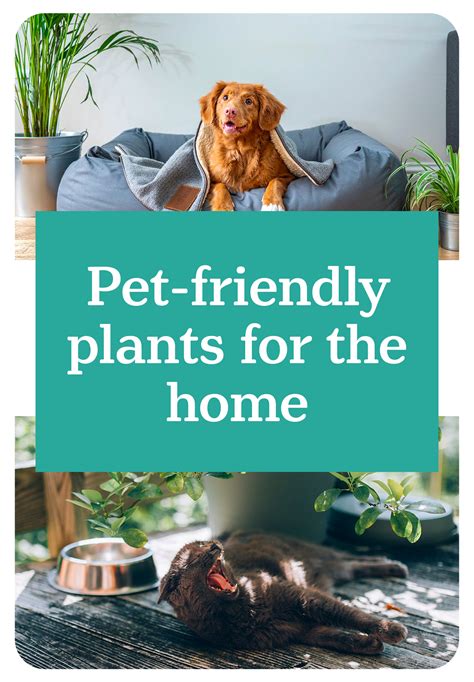 Pet-friendly plants to spruce up your home in 2020 | Pets, Pet friendly, Friendly