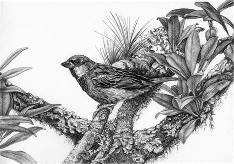 Birds Pencil Drawings 4 On Behance