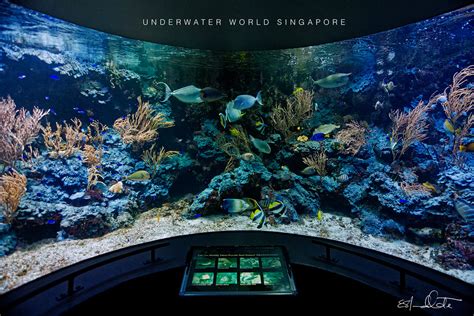 Underwater World Singapore Ernânio Mandlate Flickr
