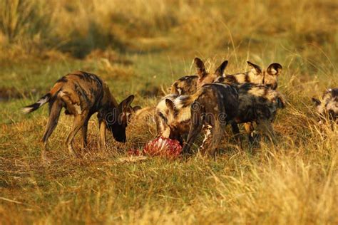 African Wild Dog Pack Feeding On An Impala Kill Stock Image Image Of