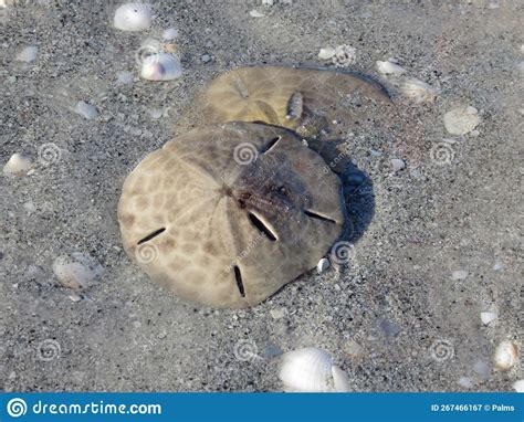 Sand Dollar And Sea Shells On Beach Stock Image Image Of