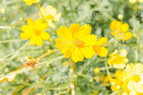 Yellow Flower Stock Photo Download Image Now 2015 Close Up Flower