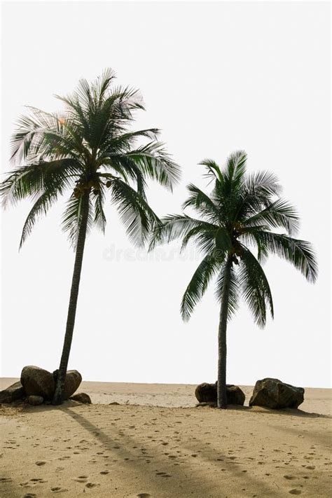 Two Coconut Palm Trees Stock Image Image Of White Leaves 102253511