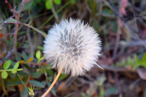 Free Photo Macro Dandelion Dandelion Field Flower Free Download