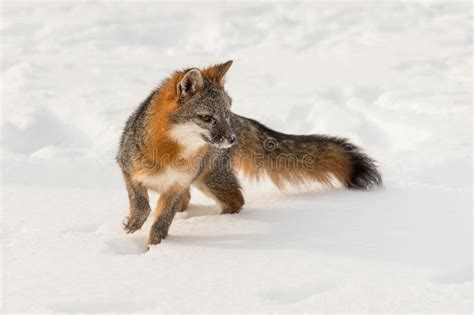 Grey Fox Urocyon Cinereoargenteus Turns Right In Snow Stock Photo