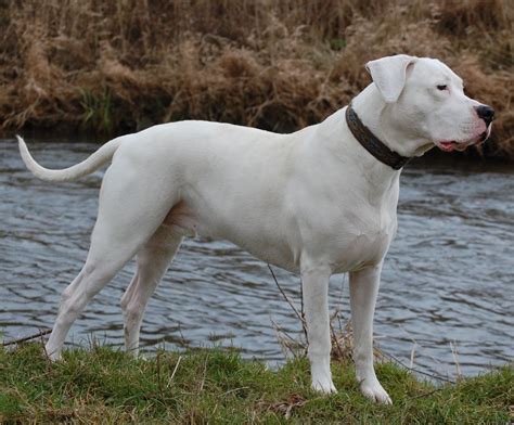 Love Dog About Dogo Argentino