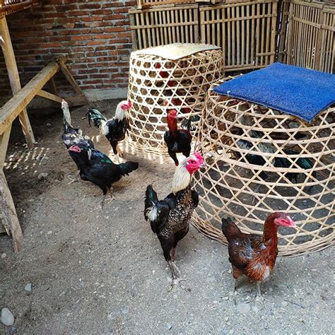 6 ayam laga yang bagus di kawin silangkan. Warna Ayam Pamangon Wido Yang Bagus / All About Unggas: Jenis Ayam Kampung Berdasarkan Warna ...