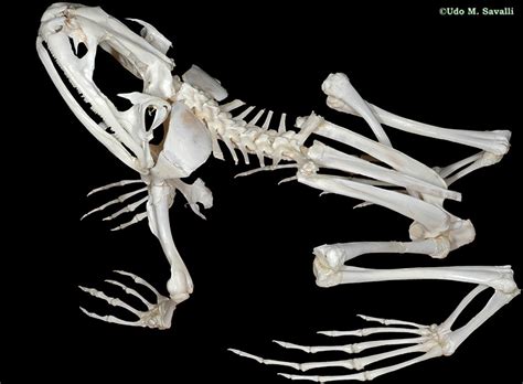 Bio370 Frog Skeleton