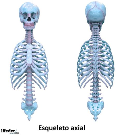 Esqueleto Axial Concepto Funciones Huesos Articulaciones