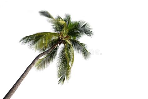Coconut Palm Tree Isolated On White Background Stock Photo Image Of