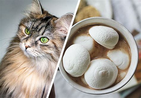 Cats require more protein than dogs and essential nutrients like taurine and arginine are found only in meat. Can Cats Eat Marshmallows? Crucial Facts You Need To Know