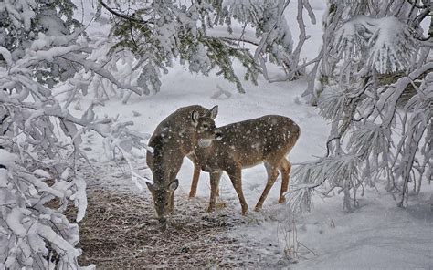 Winter Animal Scenes Wallpaper Wallpapersafari