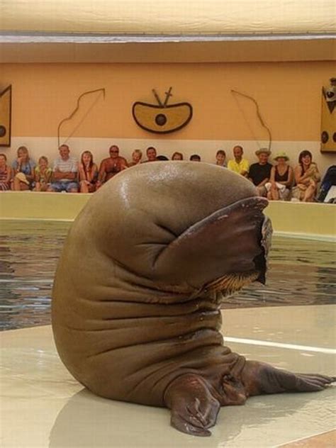 Ashamed Walrus Is Ashamed Funny Pictures Of Animals