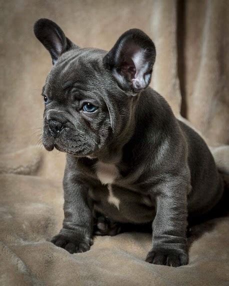 For sale beautiful brindle french bull dog puppies they are dark brindle in colour as per the puppy picture in this add.,these pups have shawthing and shaunuff french bulldogs have been breeding high quality french bulldogs for over 20 years with both outstanding success in the. Blue French Bulldog Puppies For Sale | Herne Bay, Kent ...