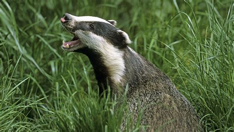 Badger Cull Under Way In England For Sixth Year Farmers Weekly