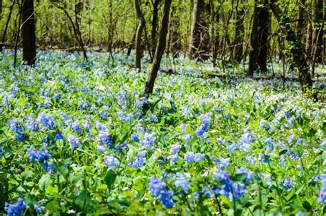 The Sheer Volume Of Virginia Bluebells Is Perhaps The Most Inviting