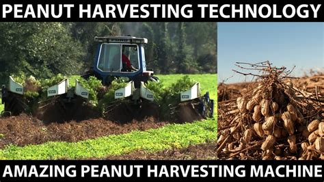 Peanut Harvesting When And How Are Peanuts Harvested In Gardens Youtube