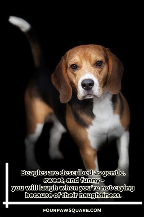 Beagle Dog Breeds Information And Facts With Pictures