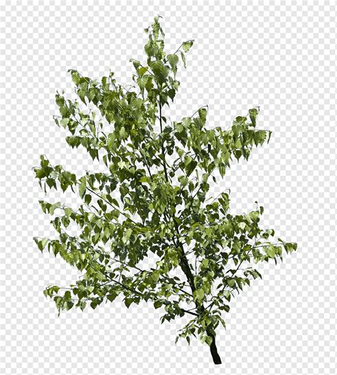 Tree Leaves Texture Png