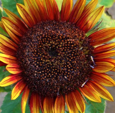 Maybe i have a green thumb after all…let's get planting! Sunflower brownies