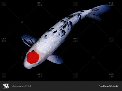 Black And White Koi With Red Spot In A Pond Stock Photo Offset