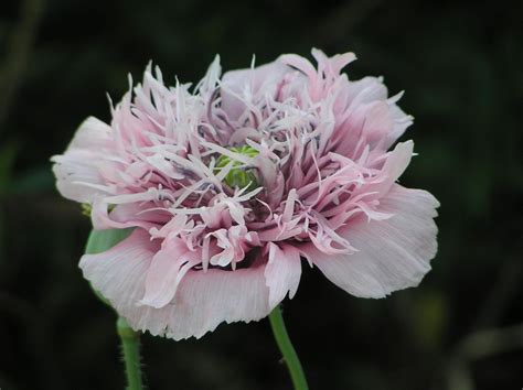 Free Picture Opium Poppy Flower