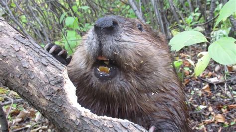 Beaver Chews Through Tree Limb Close Up Footage See How Beavers Do It