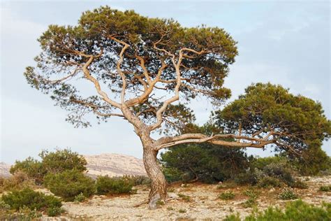 Aleppo Pine Tree Parc National Des Calanques