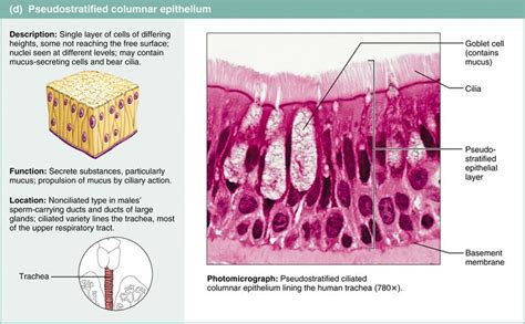42 Epithelial Tissue Covers Body Surfaces Lines Cavities And Forms